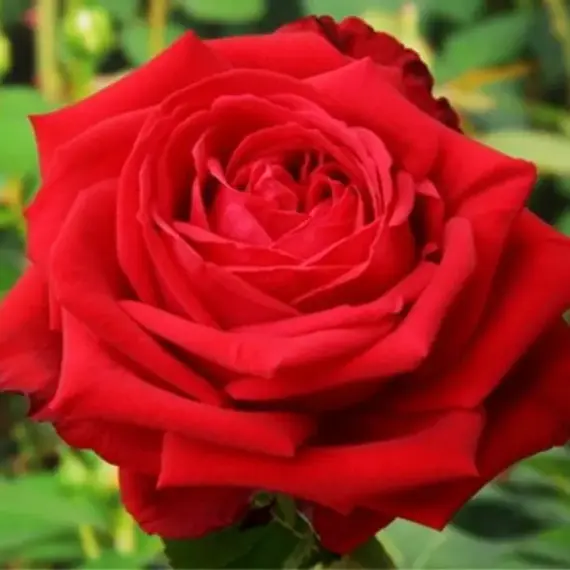 Роза чайно-гибридная Софи Лорен