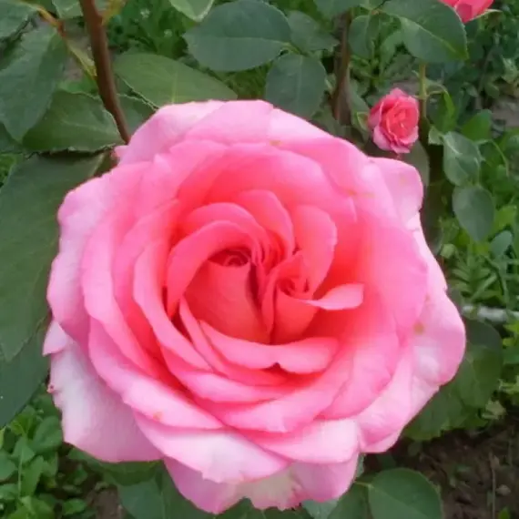 Роза чайно-гибридная Огни Парижа