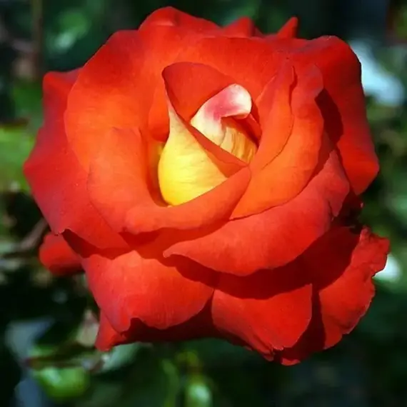 Роза чайно-гибридная Джипси