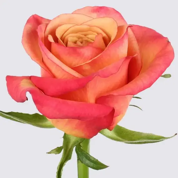 Роза чайно-гибридная Губная помада