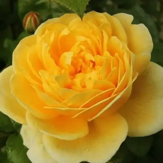 Роза чайно-гибридная Желтый остров