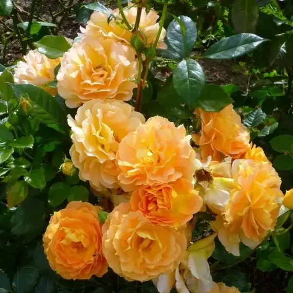 Роза флорибунда Голделс