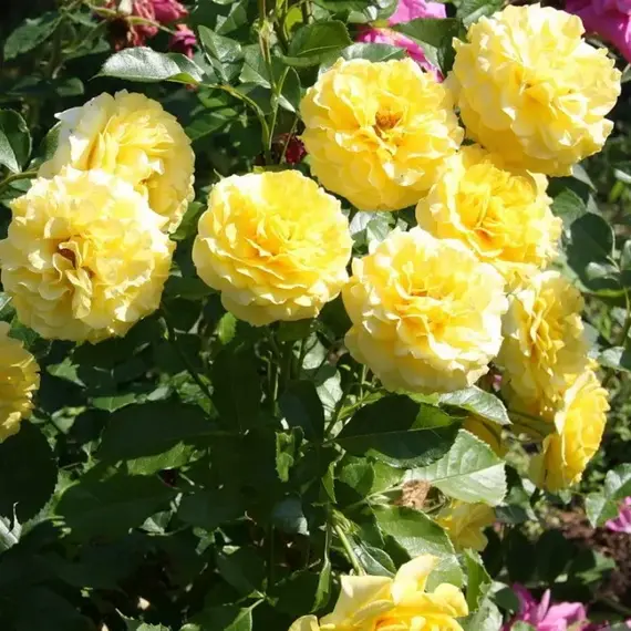 Роза флорибунда Лючия