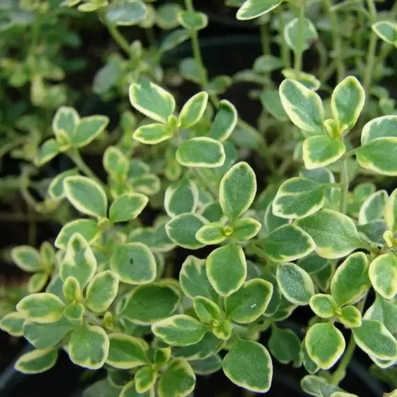 Тимьян (чабрец) лимоннопахнущий Лемон