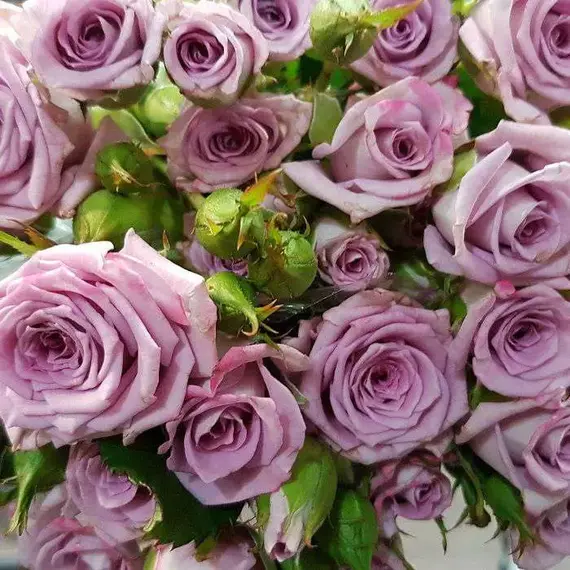 Роза Спрей Океан Микадо