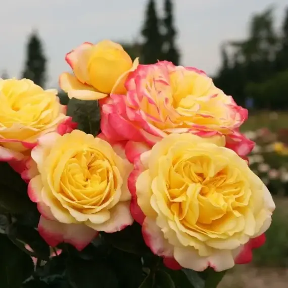 Роза чайно-гибридная Кордес Джубили