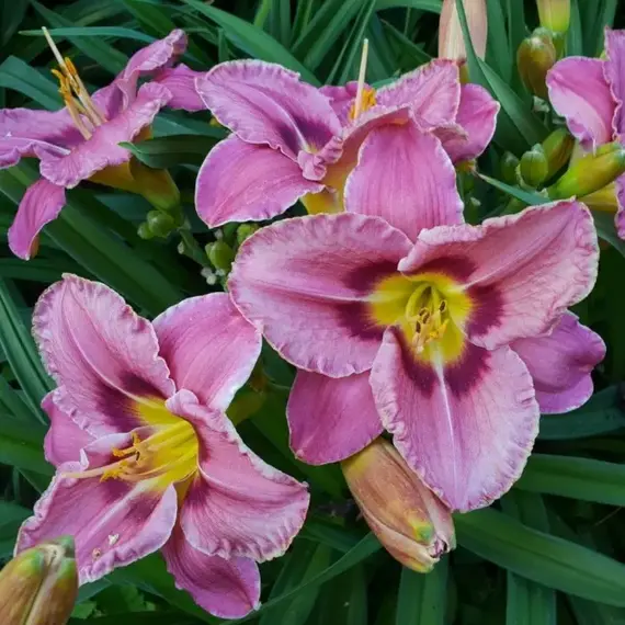 Лилейник Олвэйс Автенун