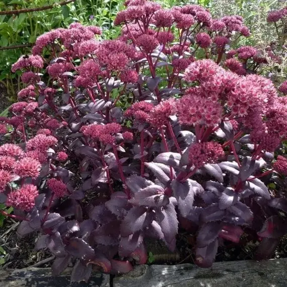 Седум (очиток) Пёрпл Эмперор