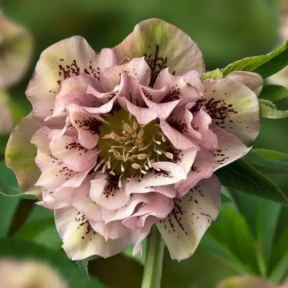 Морозник восточный Дабл Элен Пинк Споттид