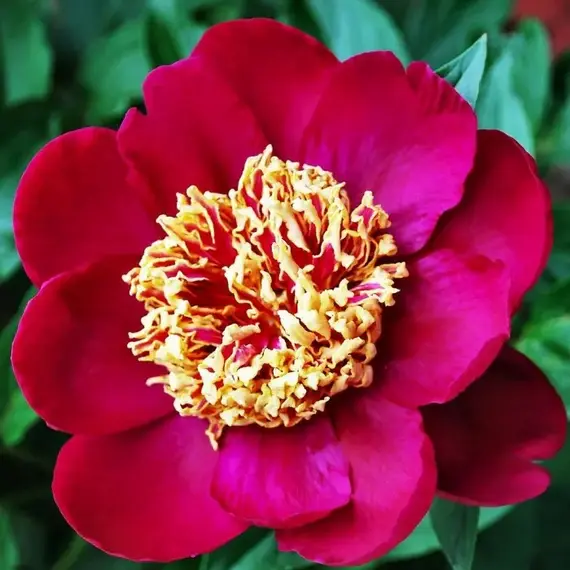 Пион молочноцветковый Ниппон Бьюти