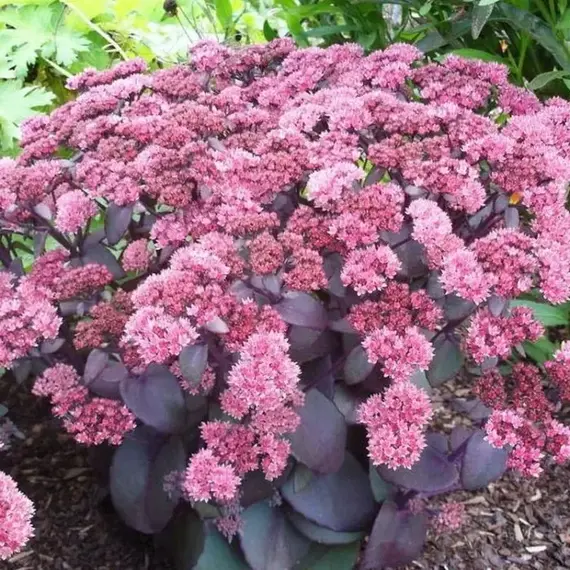 Седум (очиток) Ксенокс