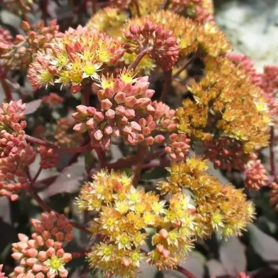 Седум (очиток) Еллоу Ксенокс