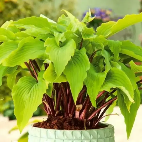 Хоста Гусберри Сандей