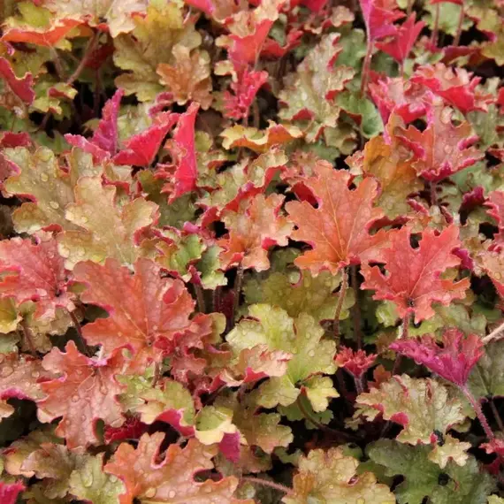 Гейхера Джинжер Пич