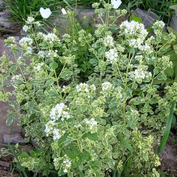 Душица обыкновенная Панта