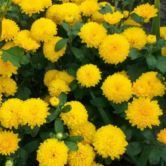 Хризантема корейская Мишель