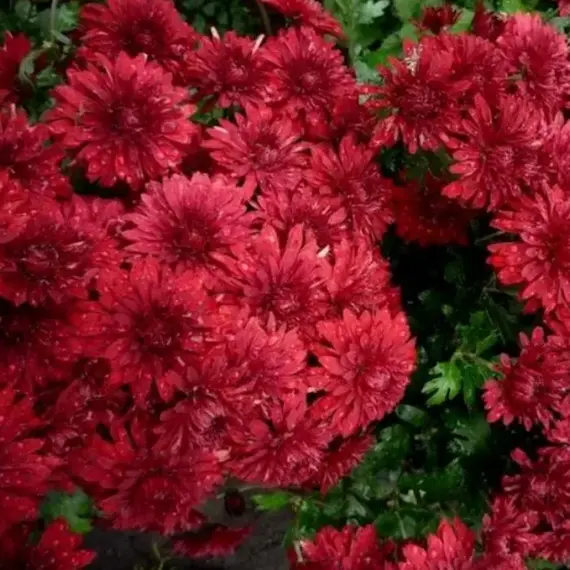 Хризантема мультифлора Бореали Герис