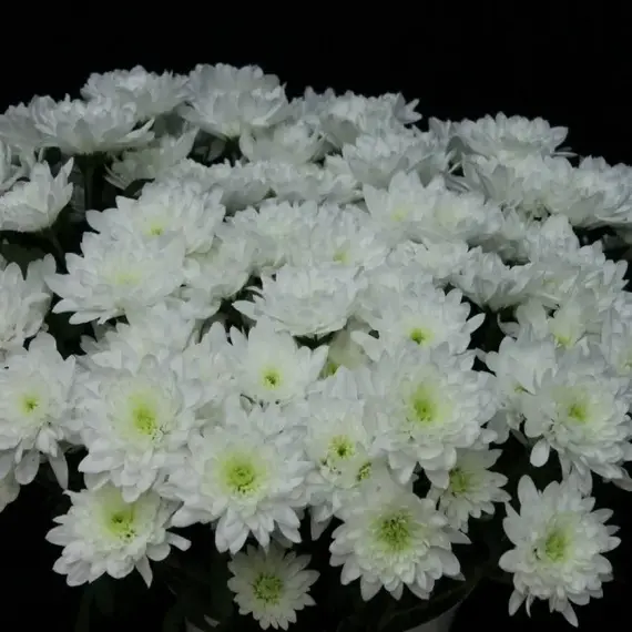 Хризантема садовая Балтика Уайт