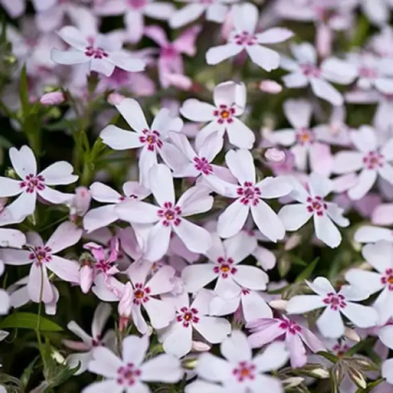 Флокс шиловидный Эппл Блоссом