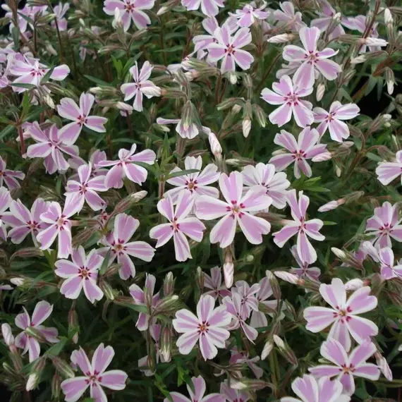 Флокс шиловидный Кэнди Страйпс