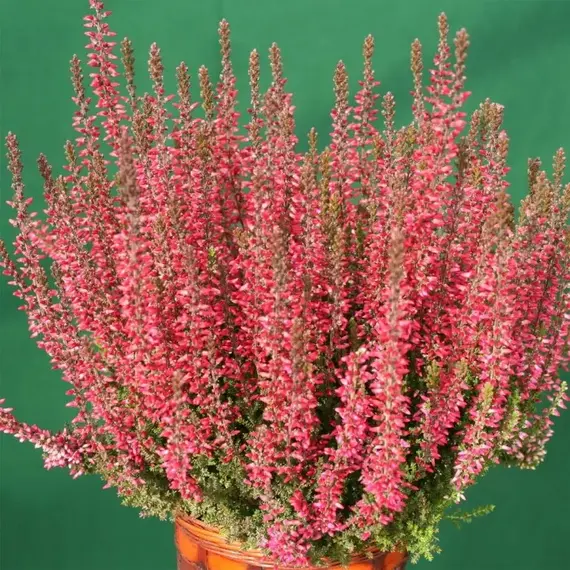 Вереск обыкновенный Аттене