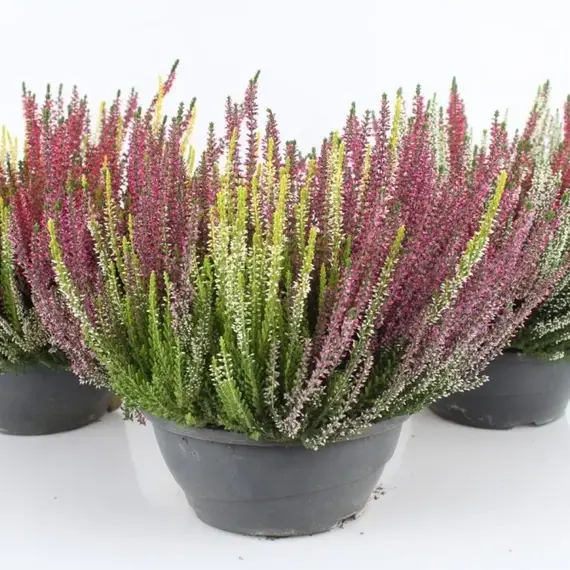 Вереск обыкновенный микс