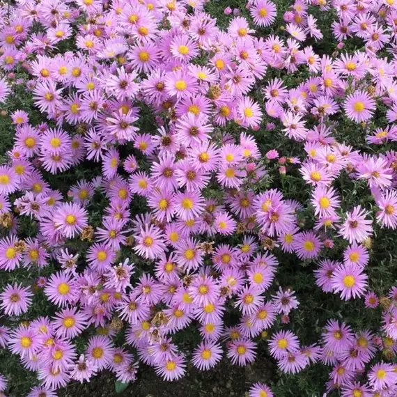 Астра Питер Харрисон