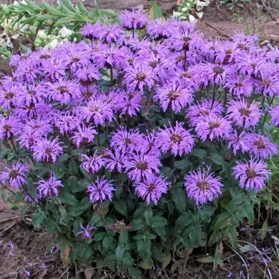 Монарда гибридная Шуга Базз Блю Мун