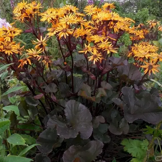 Бузульник зубчатый Отелло