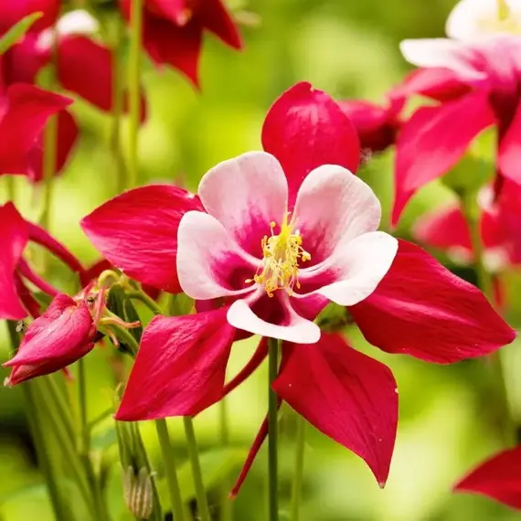 Аквилегия Кримсон Стар