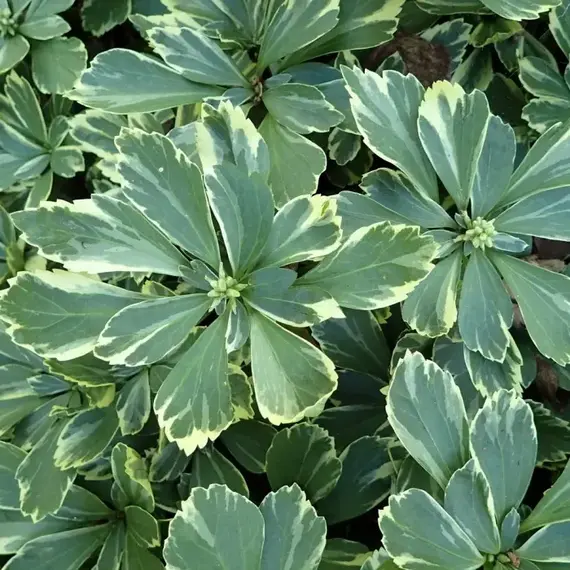 Пахизандра верхушечная Вариегата