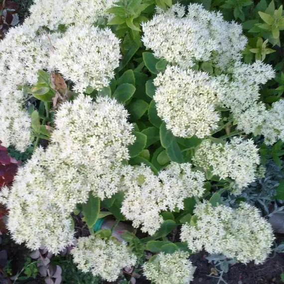 Седум (очиток) Айсберг