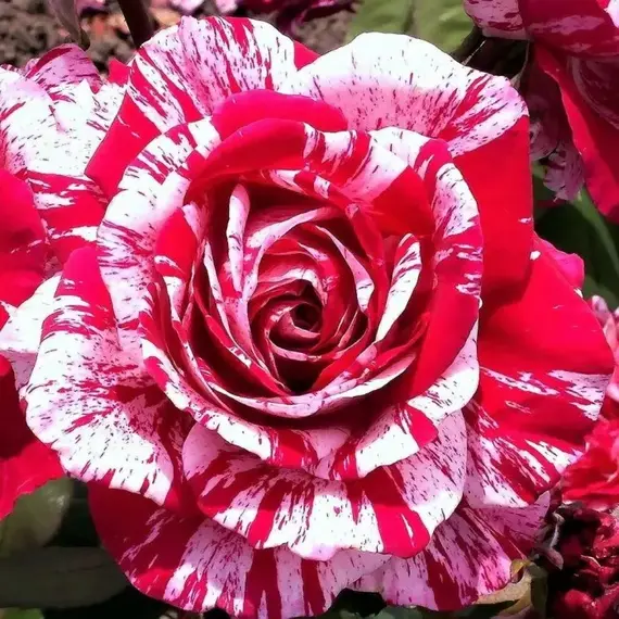 Роза спрей Арроу Фолес