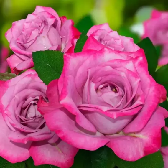 Роза спрей Мальдива