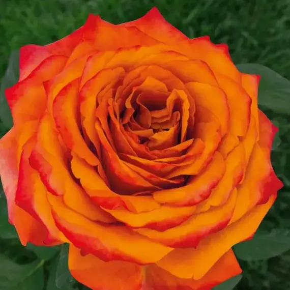 Роза чайно-гибридная Персиковый ликер