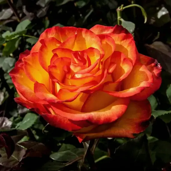 Роза чайно-гибридная Хай Мэджик