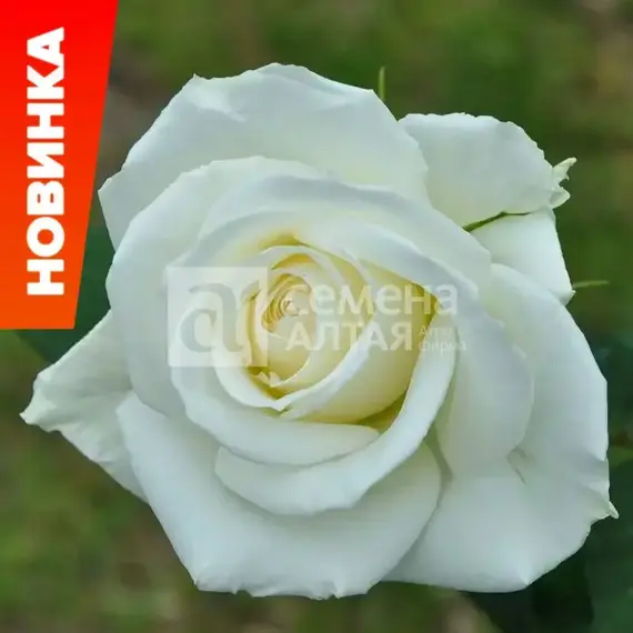 Роза чайно-гибридная Бьянка