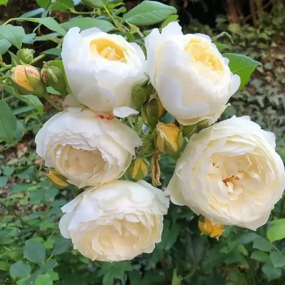 Роза шраб Клэр Остин