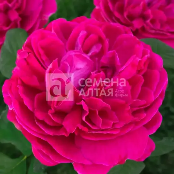 Роза сентифолия Корвус