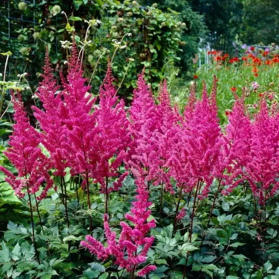 Астильба Мэгги Дейли