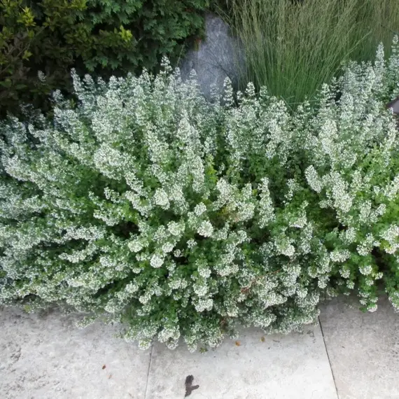 Душевик котовниковый Вайт Клауд