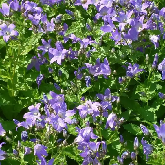 Колокольчик молочноцветковый Причардз Вэраети