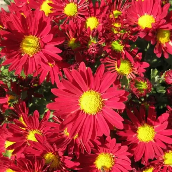 Хризантема корейская Красная Ромашка