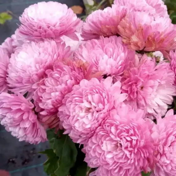 Хризантема корейская Перламутровая