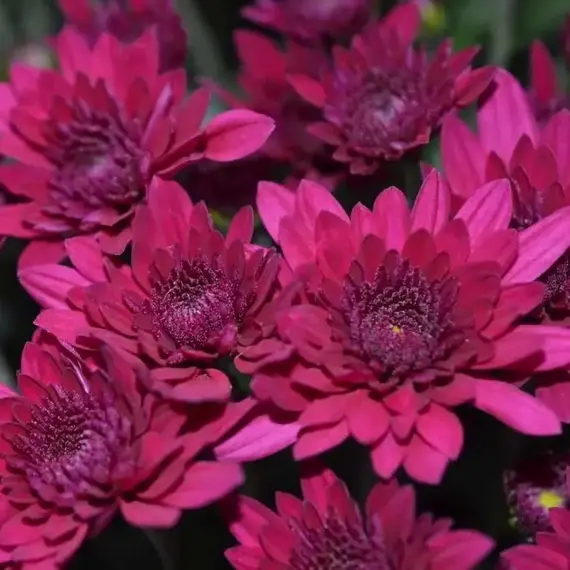 Хризантема садовая Ягуар Пурпл