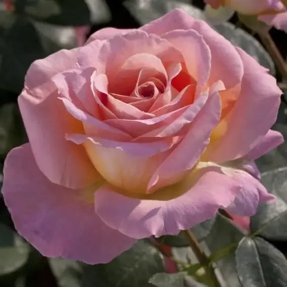 Роза чайно-гибридная Элль