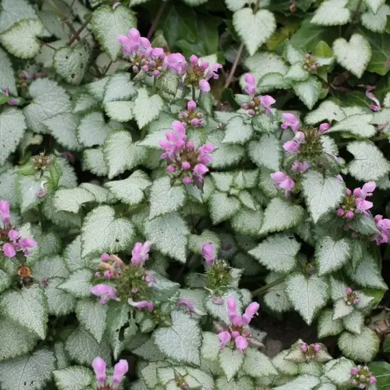 Яснотка пятнистая Пинк Пьютер