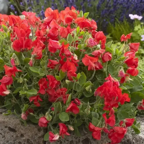 Чина широколистная красный жемчуг