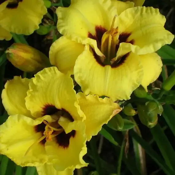 Лилейник Литл Бамбл Би