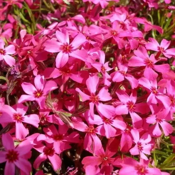 Флокс шиловидный Темискаминг